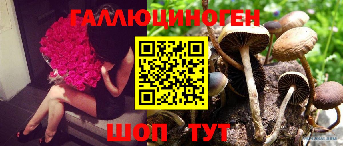 Приморско-Ахтарск  Псилоцибиновые грибы GOLDEN TEACHER  Вход с VPN 